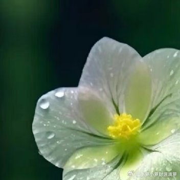 翻开春天的开始、花季就这样让人陶醉，香气扑鼻的百合。阳光信用 每日一善