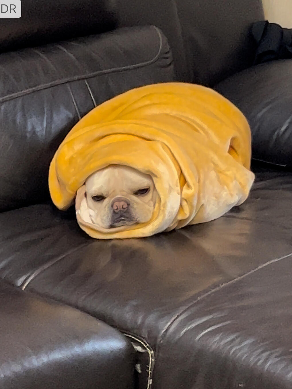🥖黄油面包狗 ​​​