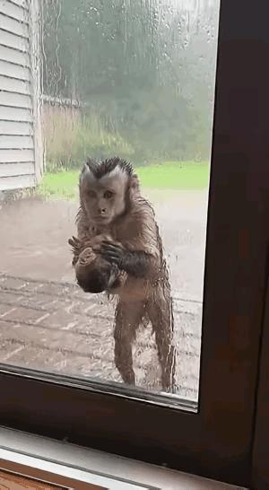 猴妈妈抱着烧得滚烫的儿子下山求医。
可山高路远，又遇大雨滂沱，它无助地站在一居民