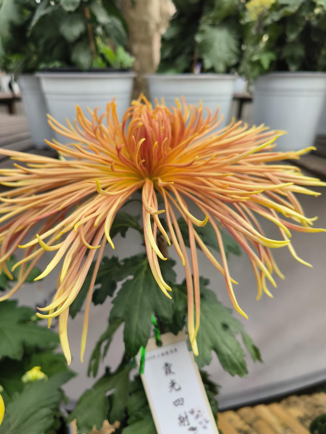 花草🌿日记～🌸🌸🌸🌸

共青森林公园菊花展随手拍实景图分享！

拍摄时