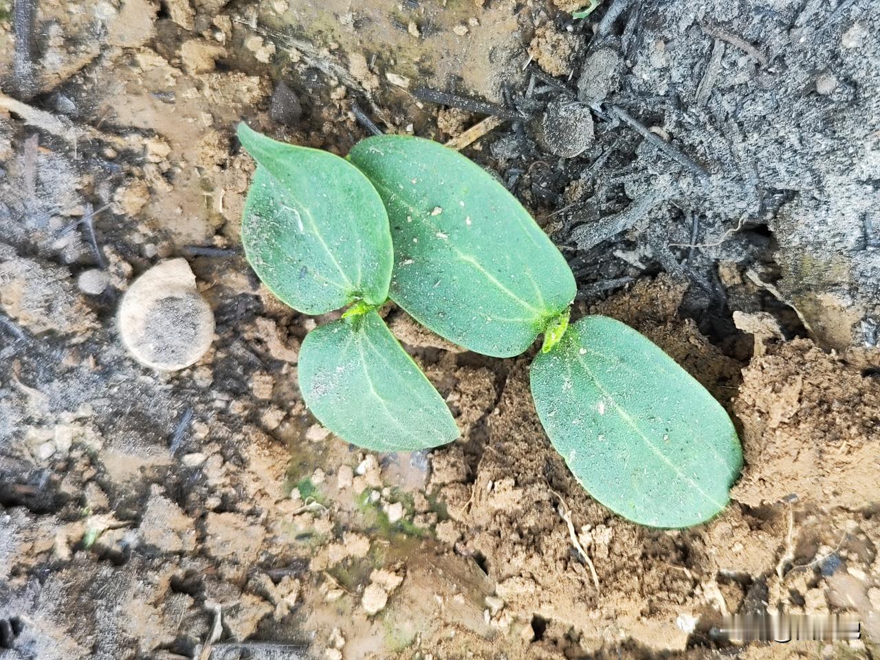 根据近日天气预报，温度持续升高，气温升至25℃-12℃以上，适合种植与移栽各种瓜