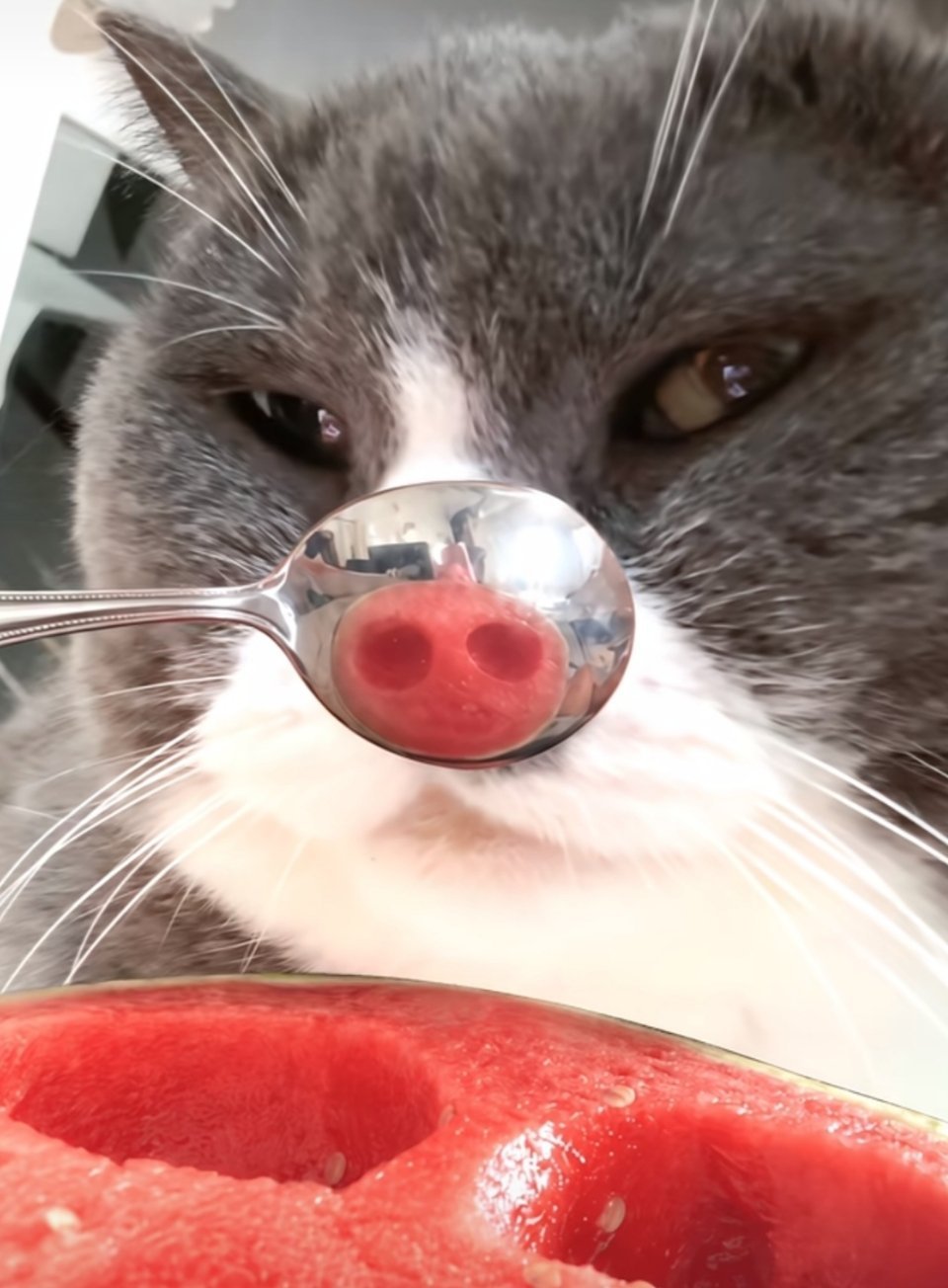 西瓜猪咪 