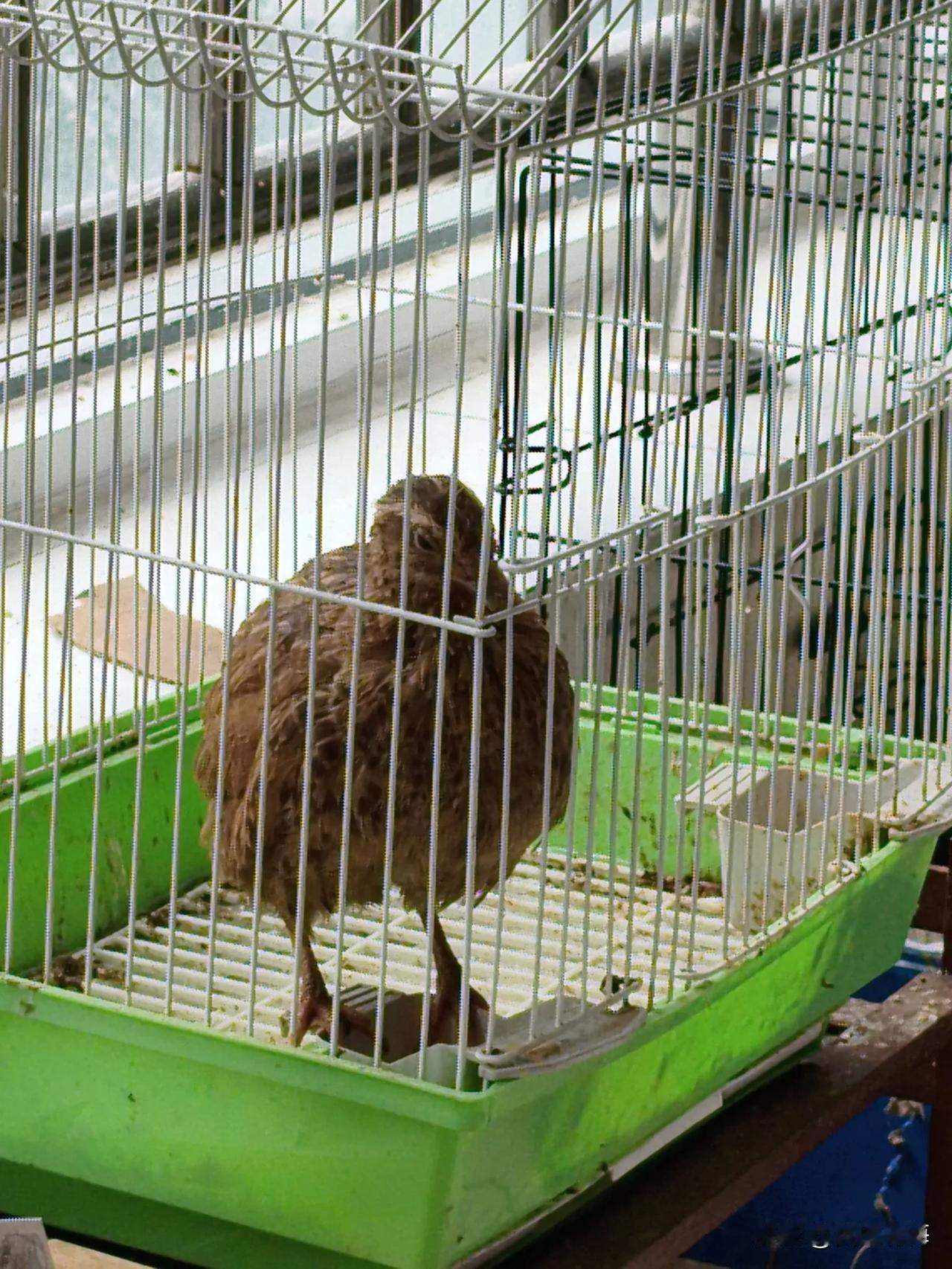 秋日生活打卡季饿坏了的小鸟🐦