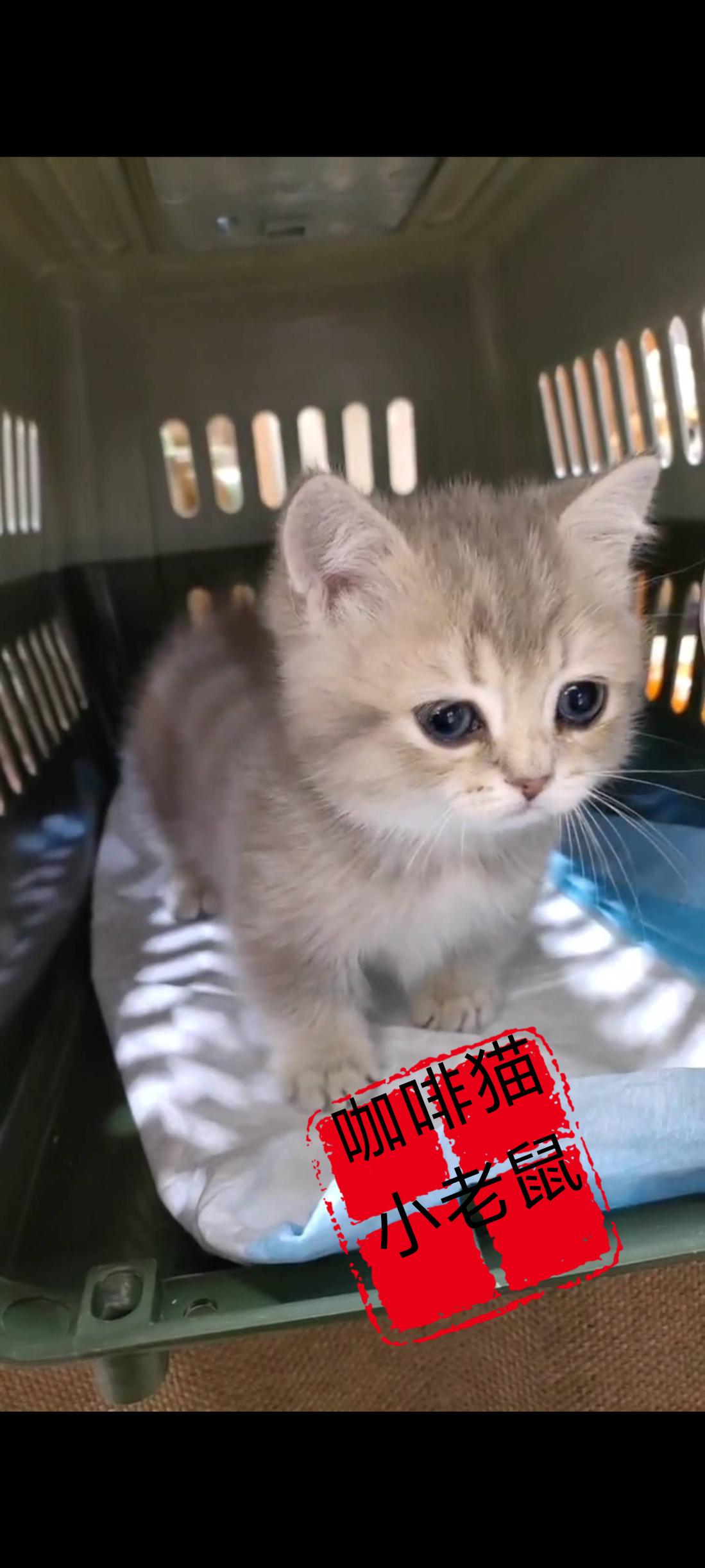 非常感激丢弃这只猫咪的主人，是你让她找到了一个真正疼爱她的主人，也是你的抛弃让她