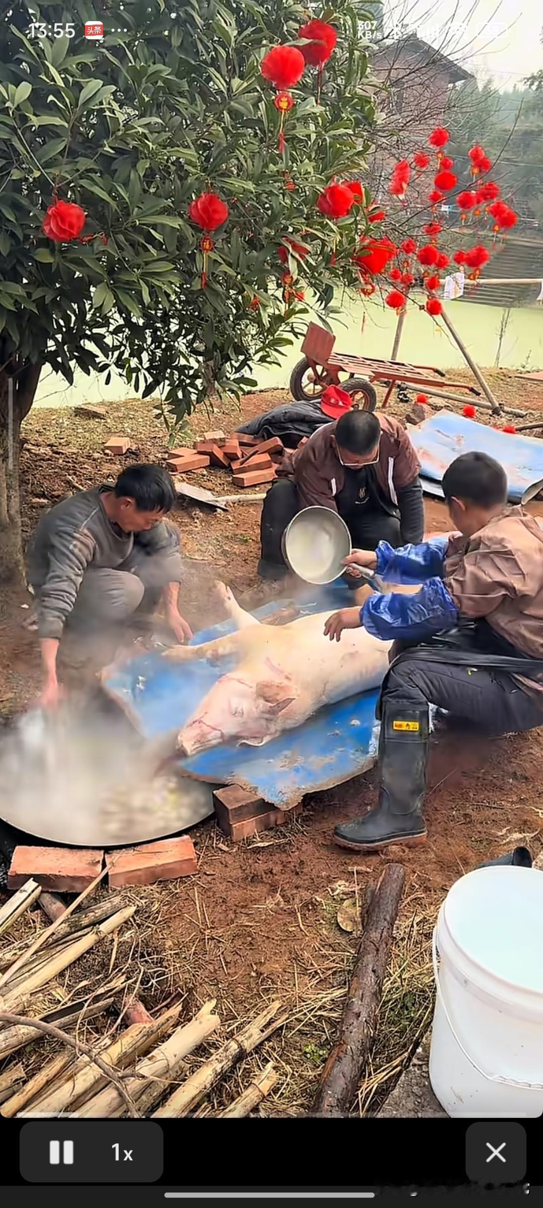 刨猪汤的流量密码被扒光了！
免费吃席+乡土年味，把网友骗来又骂走
 
刨猪汤能火