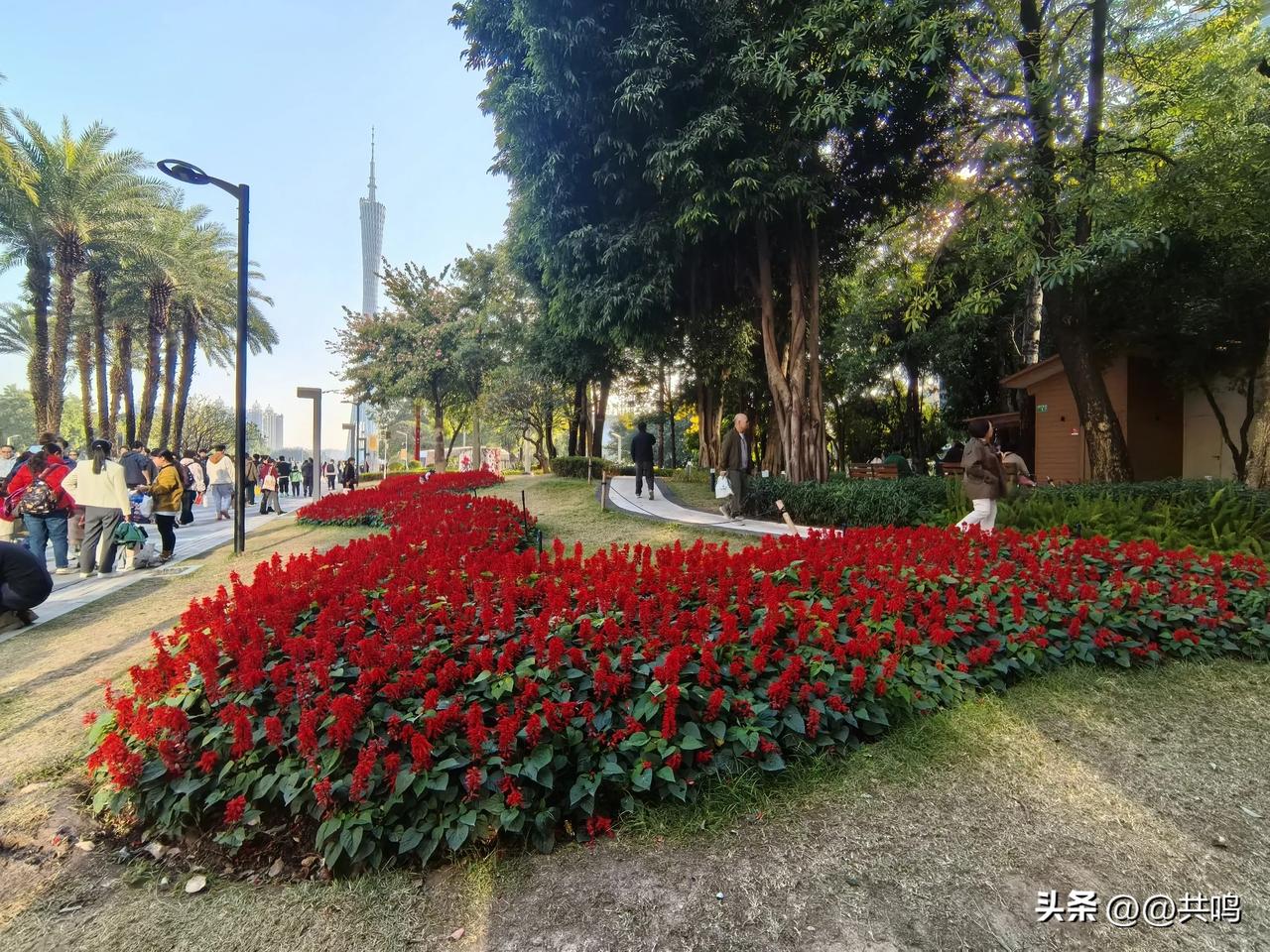 晒出随手抓拍的绚丽花朵实拍广州花城广场花海分享。