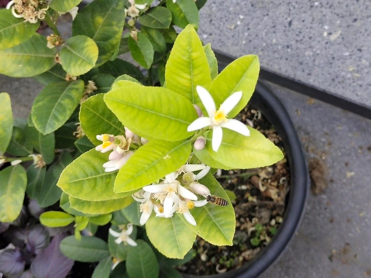 阳台的春日小甜意，是柠檬花给的🍋
风刚吹到阳台就顿住了——原来是被柠檬花的甜香
