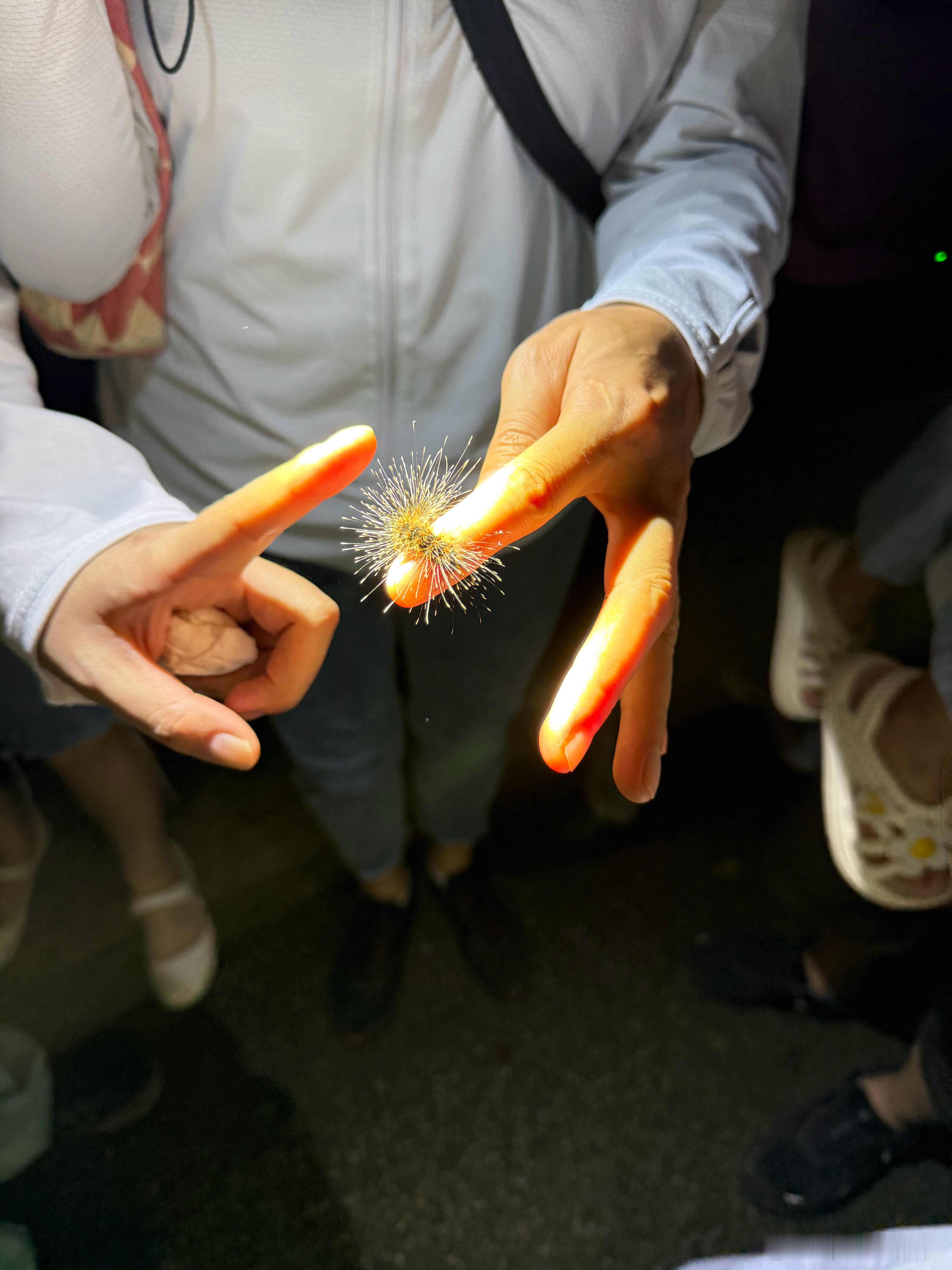 这次在中科院版纳热带植物园报名了夜游，带队老师很有意思，在这里做自然科普工作，已