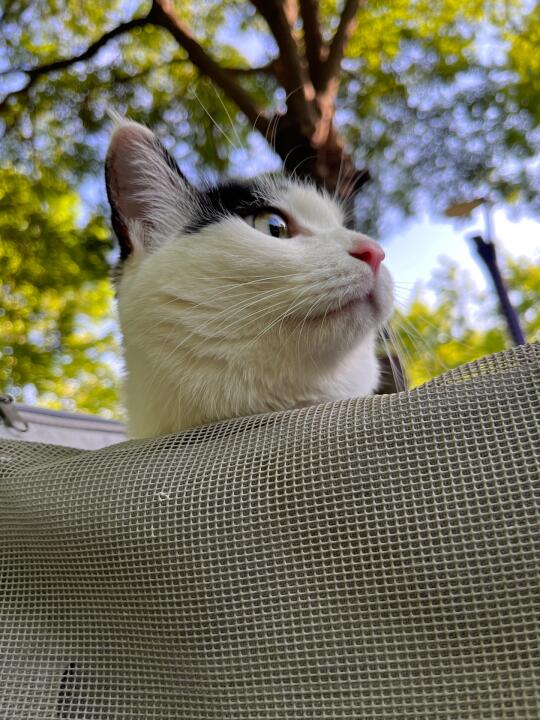 小猫探索大自然