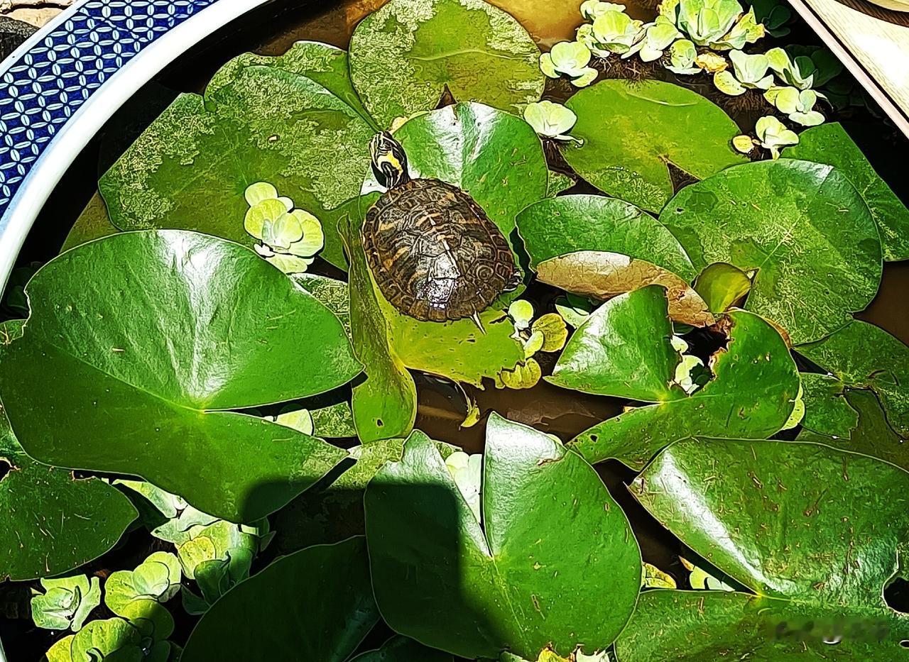 春天的时候买了两只小乌龟，放上莲花缸里，然后不知什么时候丢了一只，也不知道是跑了