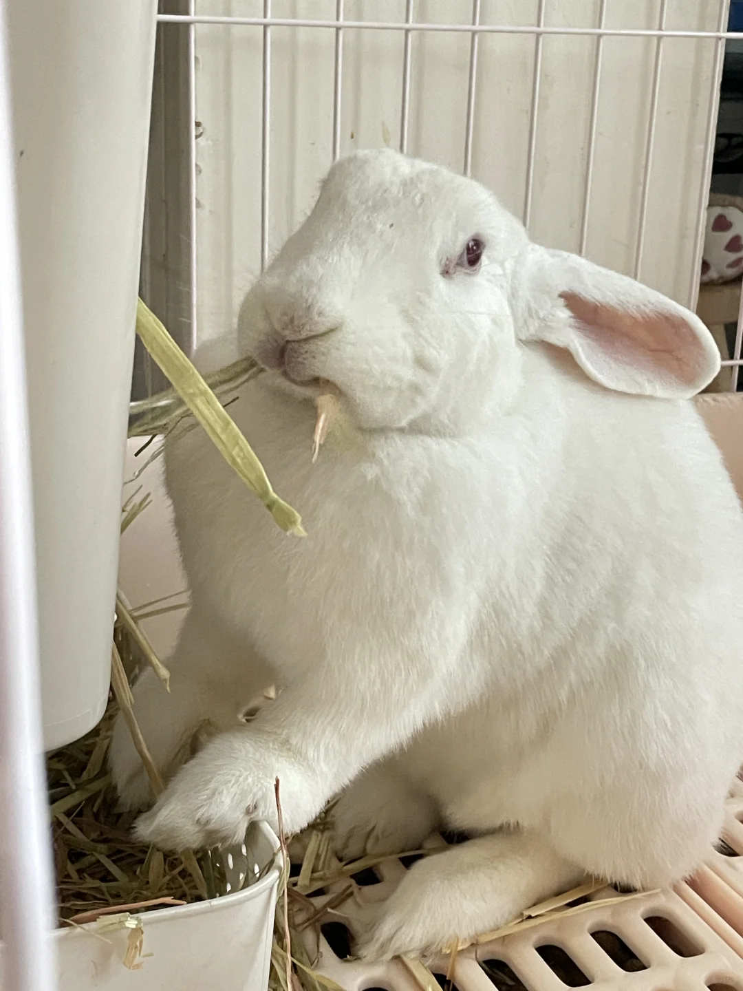 明朗小兔没有烦恼