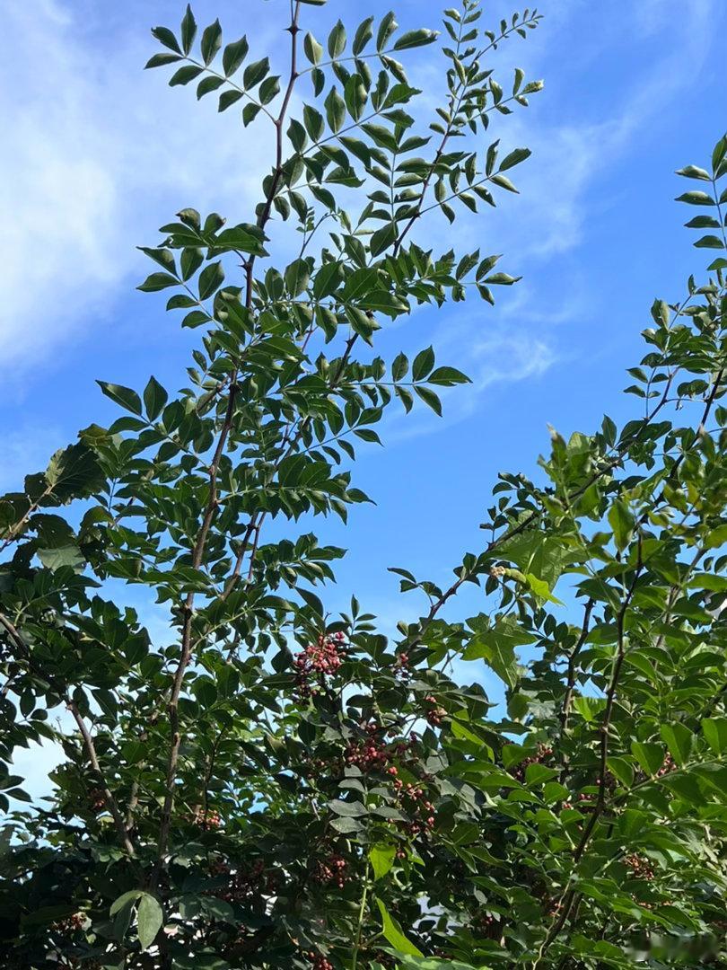 周五的清晨，心情自带一份轻快。抬眼望去，天空是澄澈的瓦蓝。路过树下，拍下枝叶鲜亮
