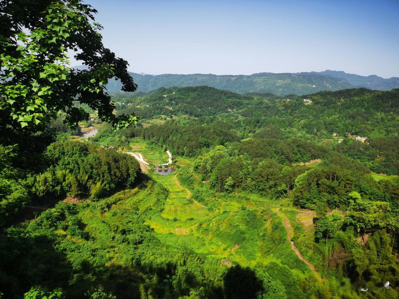 实考神仙岩悬崖下60种绿植
巴廉寺的海拔范围在600米至700米之间。巴廉寺位于