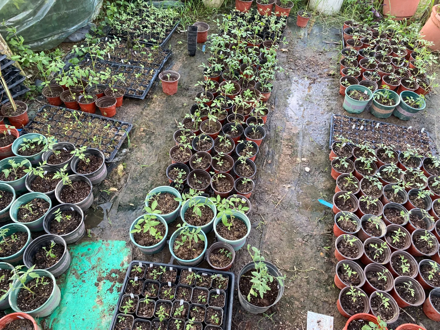 今年要种100种番茄🍅！