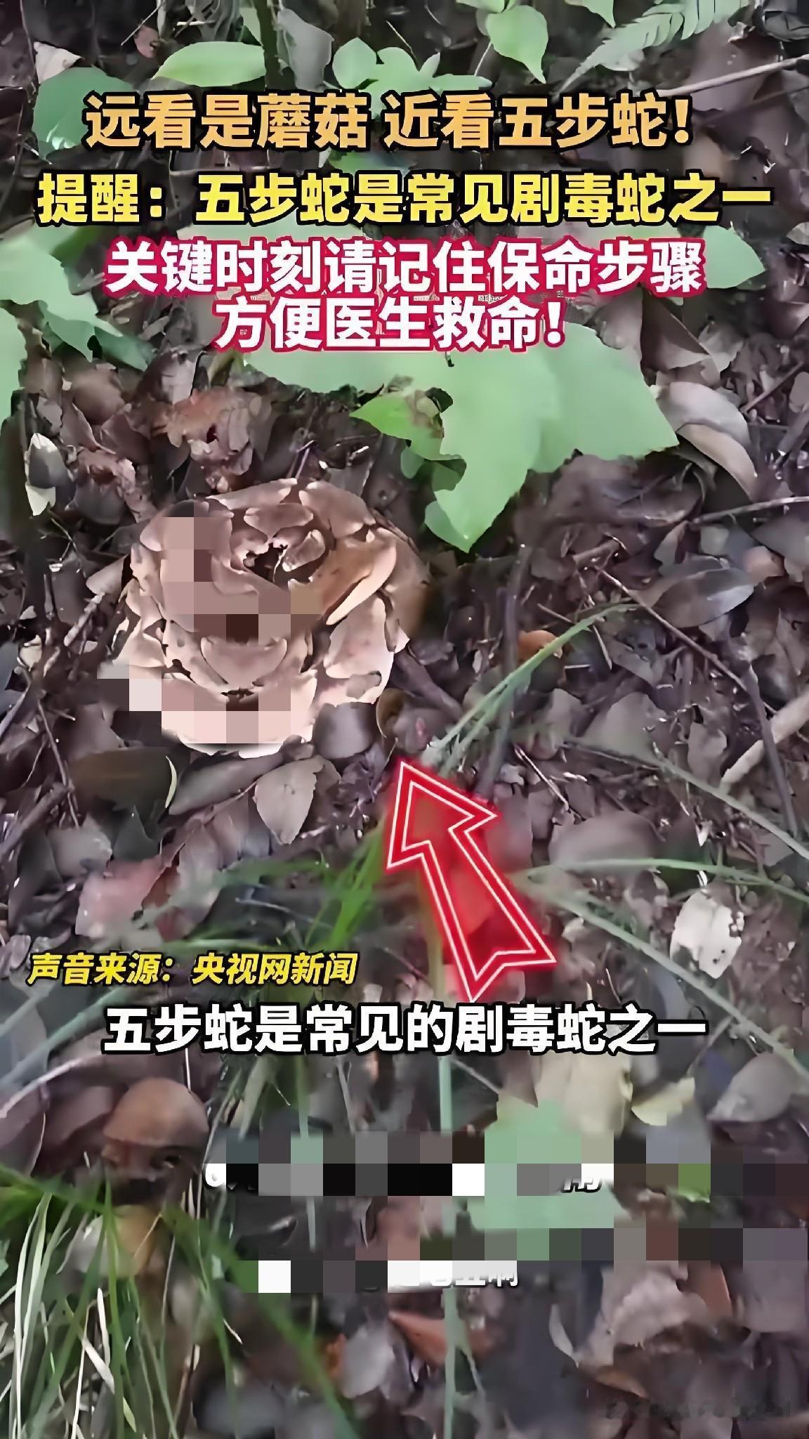 云南一名眼睛散光的小伙进山寻觅珍贵扫把菌，俯身采摘时注意力全集中在菌子上，完全没