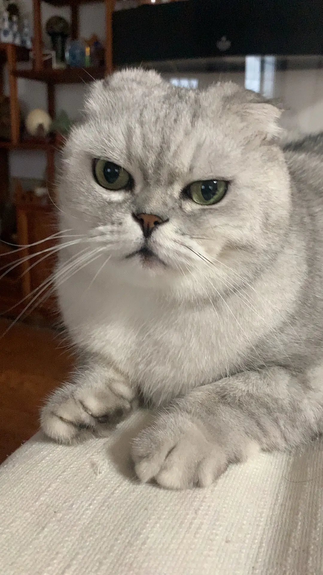 小猫咪三分迷茫七分呆滞