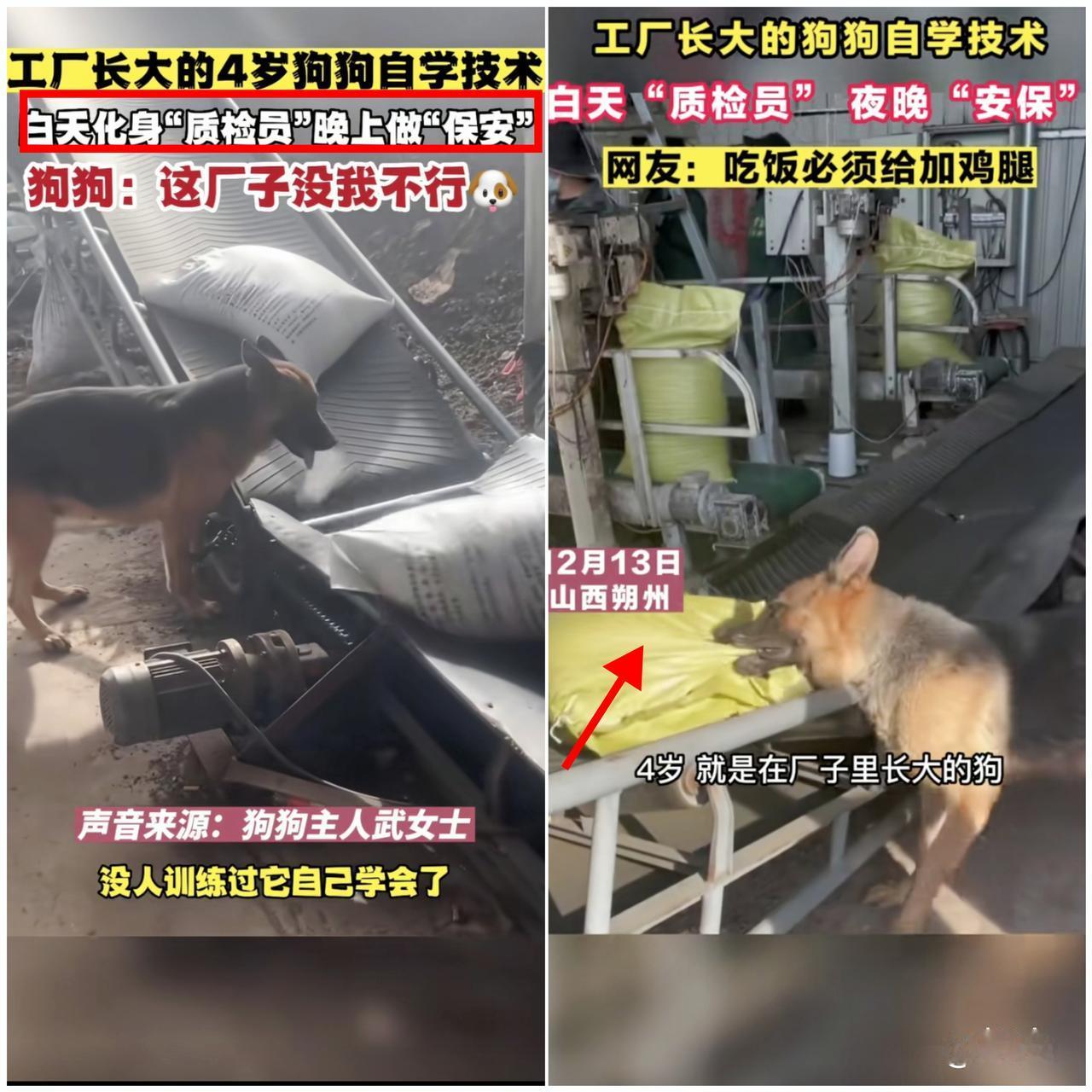 别再说科学解释不清！

山西朔州这只“打工狗”，明明是用爱把自己活成了家人！
 