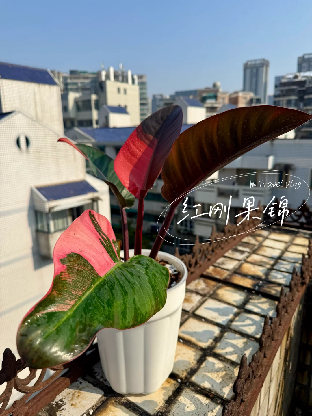 粉锦红刚果蔓绿绒
