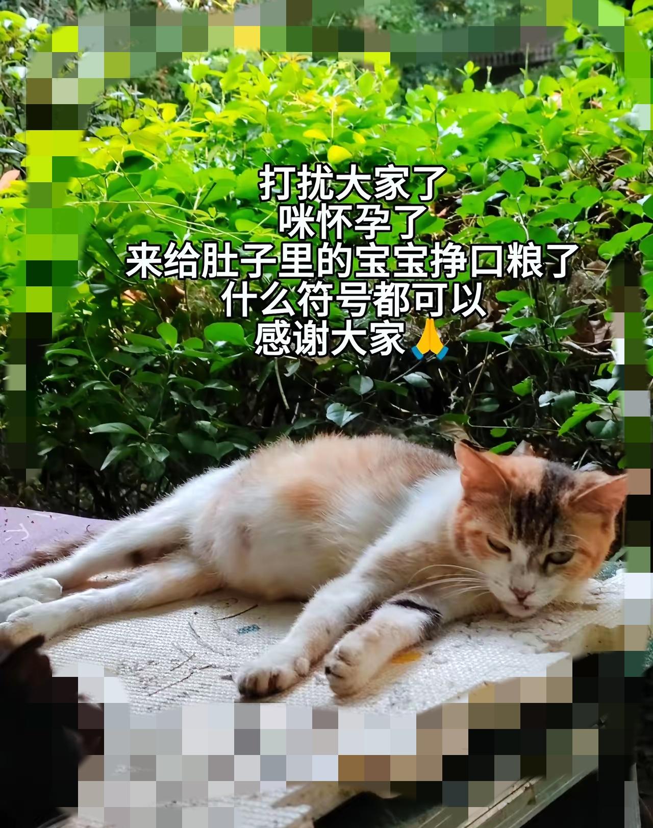 纸箱是它的避风港，剩饭是它的三餐，陌生人短暂的善意是它全部期盼，没有人为它遮风挡