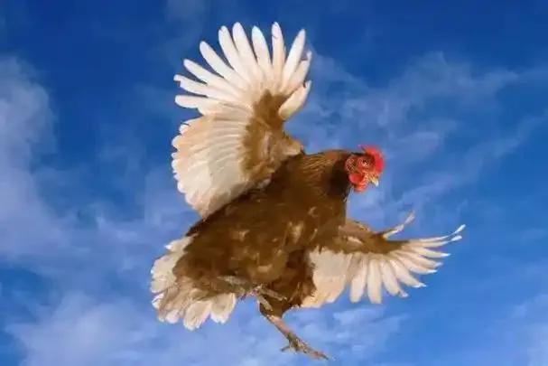 天上飞来一只🐔[吃瓜群众]
12月20日，广西桂林市一女司机开车行驶在道路上，