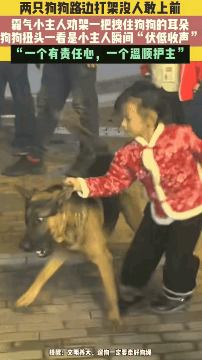 湖南两只小狗在路边打架，路人看到后没人敢上前阻止。两只狗打得非常惊心动魄的，就在