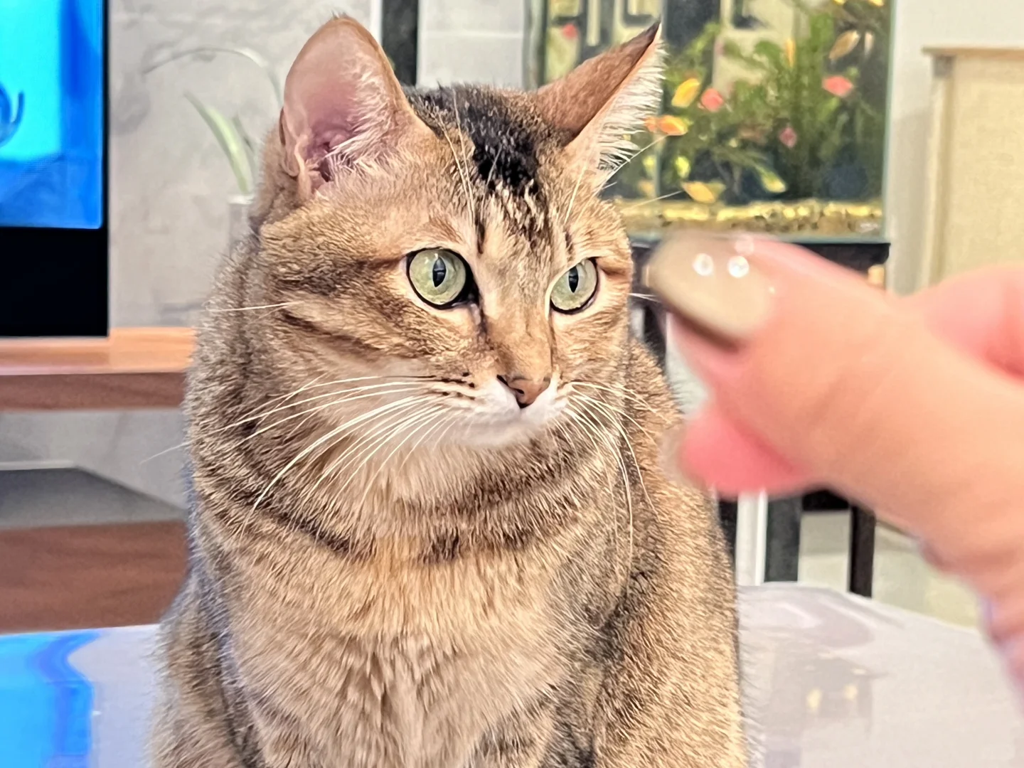 小猫同款美甲