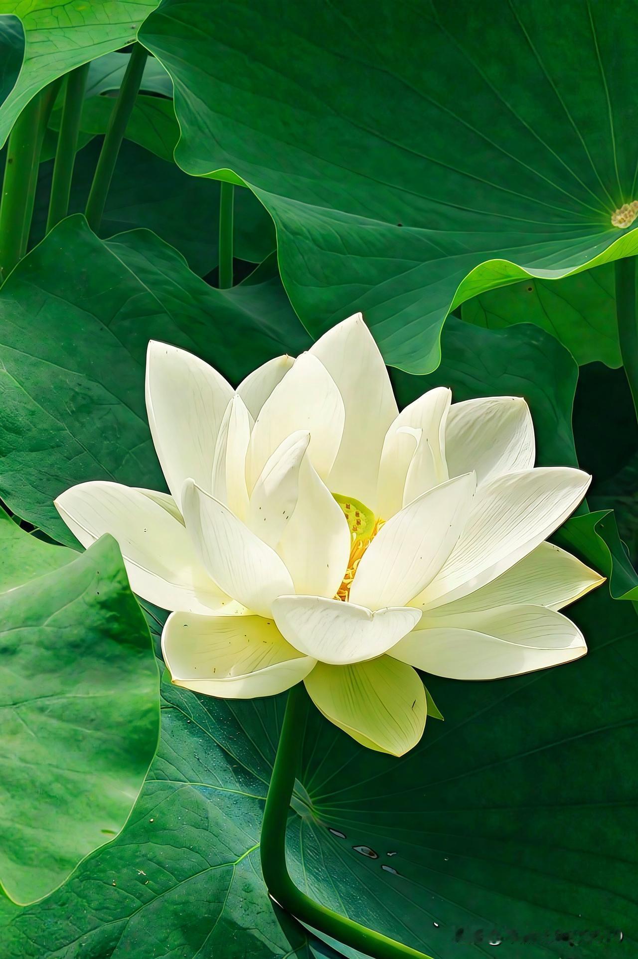 在盛夏，那一朵白色荷花于绿叶中绽放，宛如一首无声的诗。
就像重台白莲，它外层素瓣