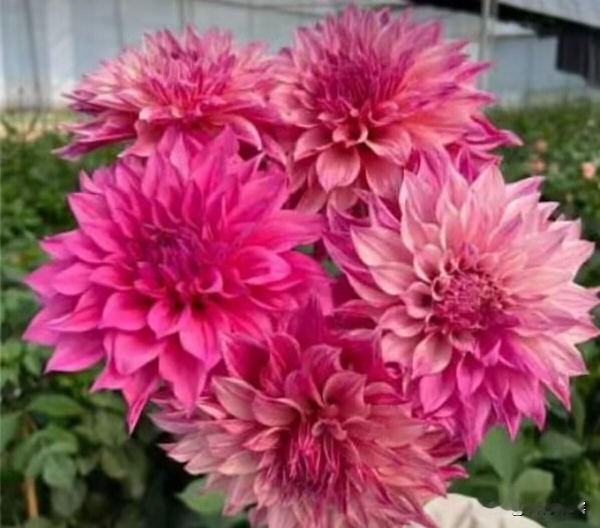 上联：马踏祥云驮福至；
下联：花开盛世报春来。
横批：马到成功