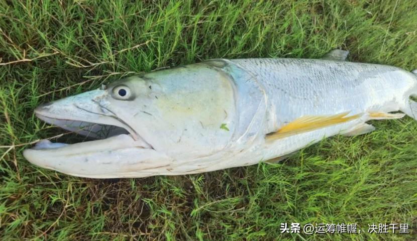 这几只小鱼，是我爸买给我的！
我提着这个装满水的有几个小颜色“点子”的袋子回去，