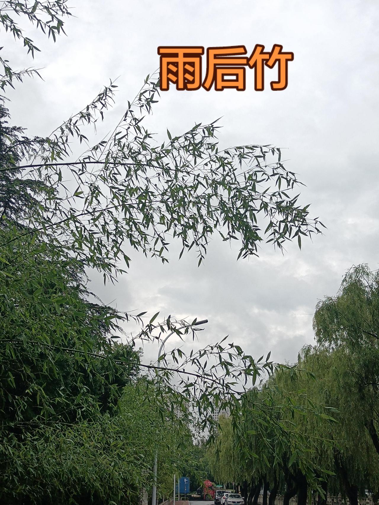 雨后竹
 
骤雨倾盆，翠竹低首弯折，顺着风雨弯下腰，却始终根扎泥土。雨停便即刻挺