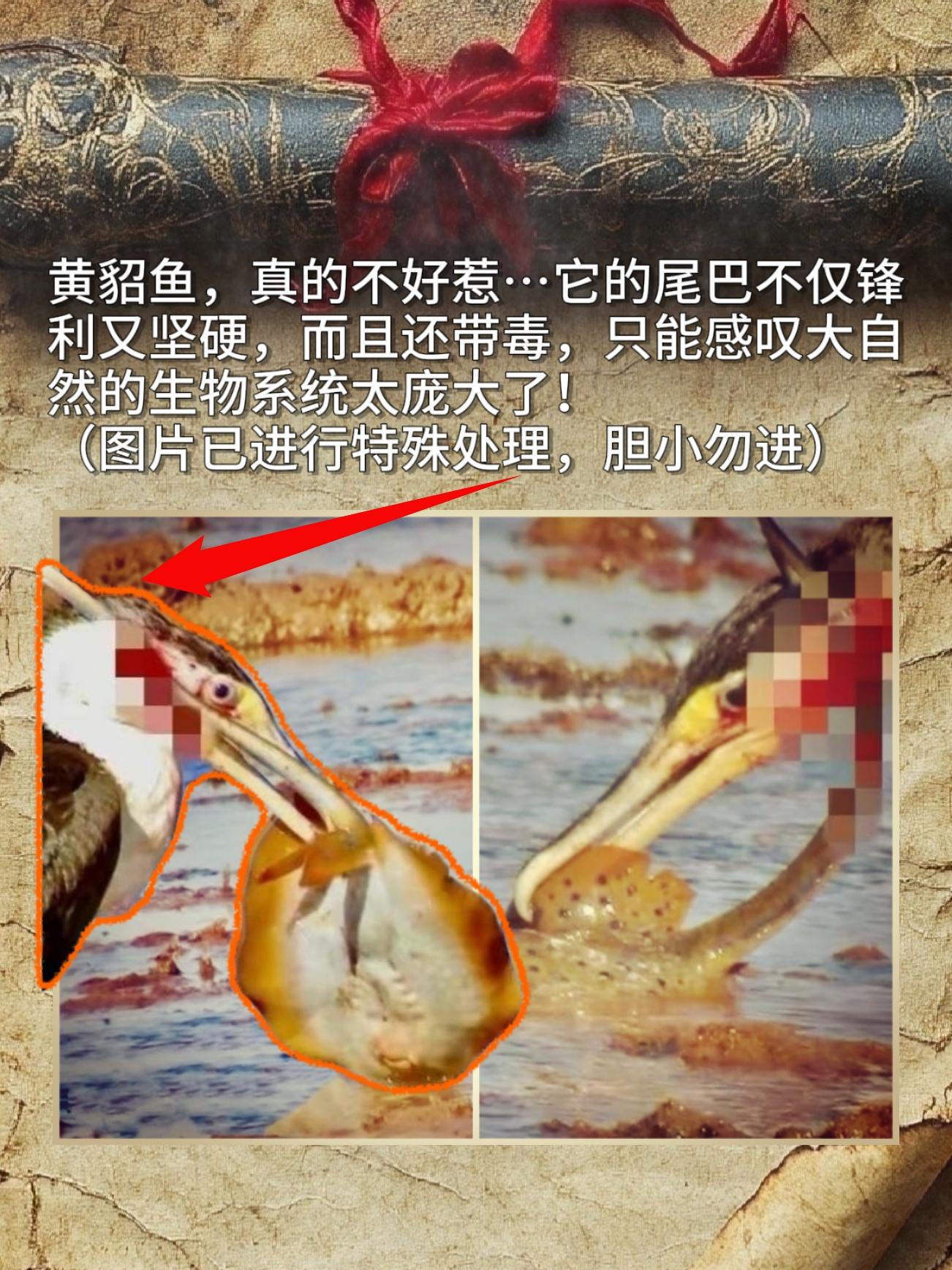 黄貂鱼，真的不好惹…它的尾巴不仅锋利又坚硬，而且还带毒，只能感叹大自然...