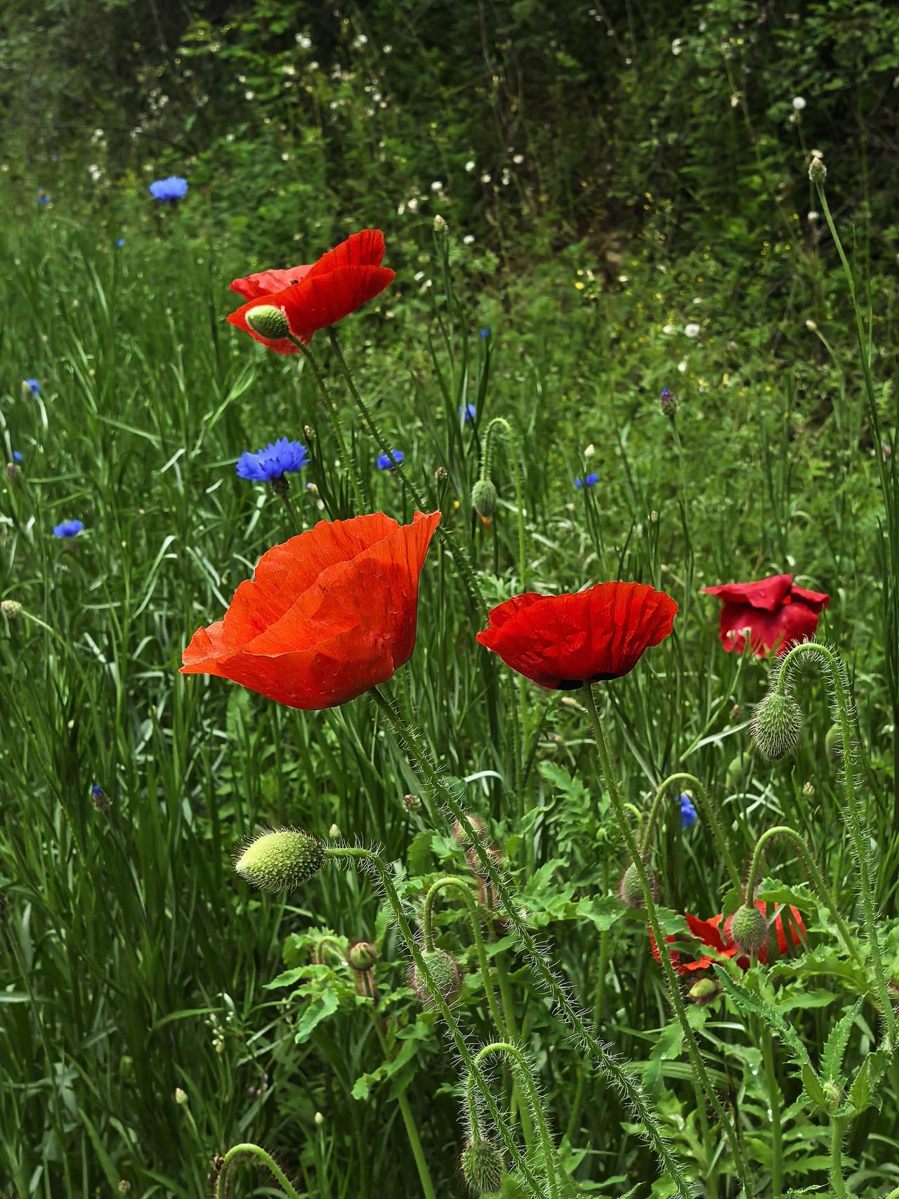 偶遇路边野花，薄如绢纱，色泽嫣红，随风轻舞，查询之后方知是虞美人。我还是第一次知