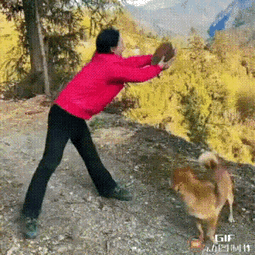 那扔出去的是啥，明明就是小狗啊，是有两只小狗吗这里有是个啥 汪星人走丢了 小狗扔