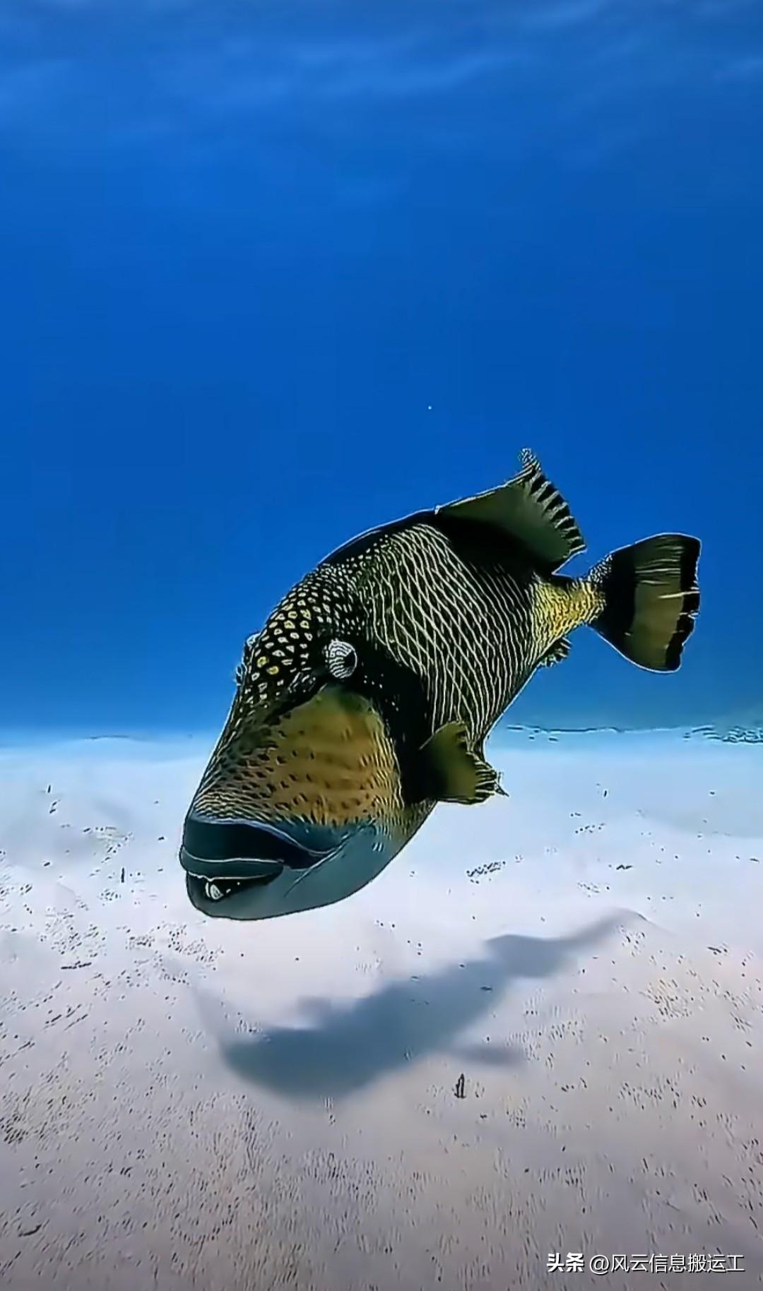 海中龅牙战士：泰坦扳机鱼，强硬的牙齿能够咬碎珊瑚和贝壳，会主动追击靠近的潜水者，
