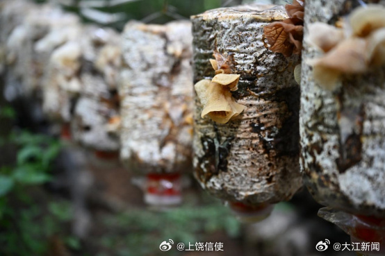 赣莲飘香广昌路上2026广昌莲花旅游文化节【广昌这座林场里，盖起了产业“四层楼”