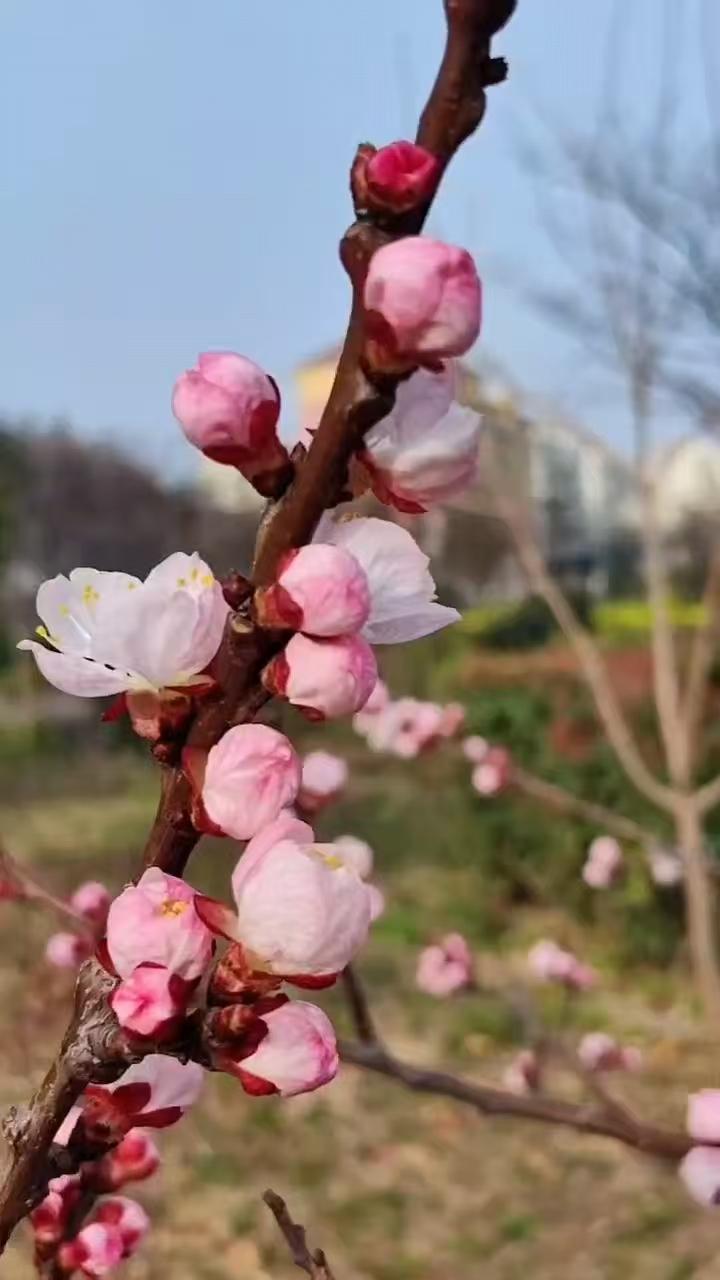 白话诗•春景2578
（2026.4.4.22:31）
作者/平常心
没出声
静