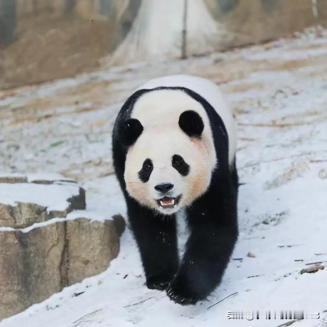 笑不活了，谁没个大长腿
参赛者，福宝、花花，灵盐，还有五阿哥
谁是你心中的大美[