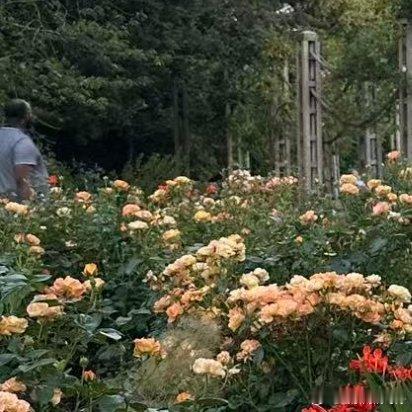 生活手记 只愿我们一程山一程水，能有阳光照耀鲜花作陪，能有良人相扶美好相伴；只愿