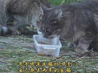 “太神奇了！”一位爱心博主投喂流浪猫时，竟然遇到了自己丢失2年的猫咪，博主的一声
