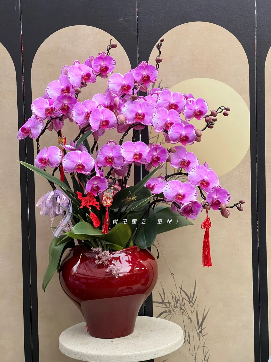惠州惠城区新年年宵花