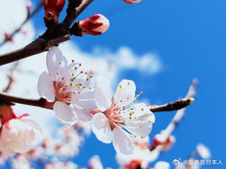 青岛赏花节花漾梅好春满青岛青岛人今天都在十梅庵吗 一年四季之中，我最喜欢的就是春