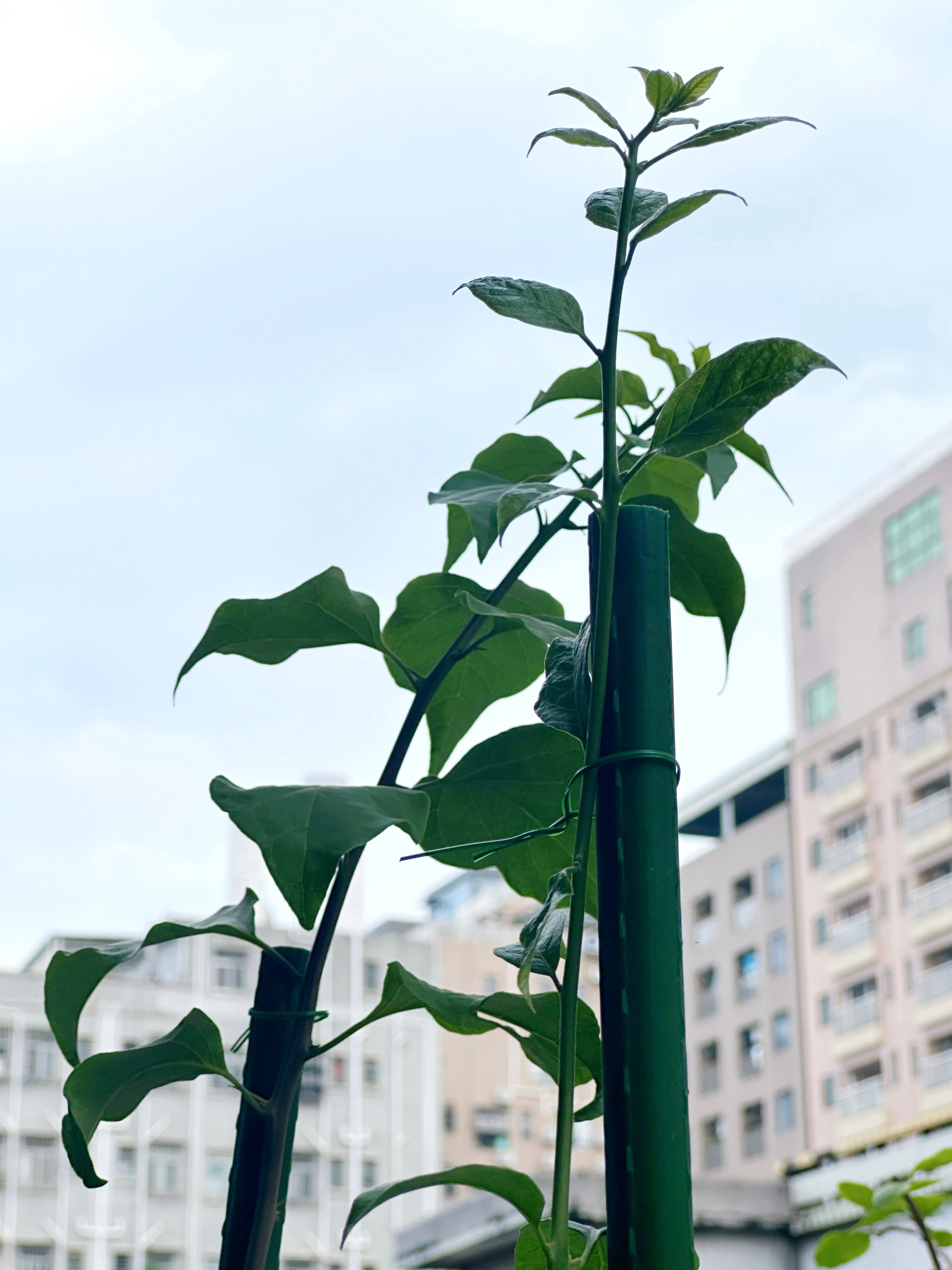 记录我的养高飘进度📸从春天小苗拉扯到1.8米+拔高任务达成✅继续慢慢养飘枝~ 