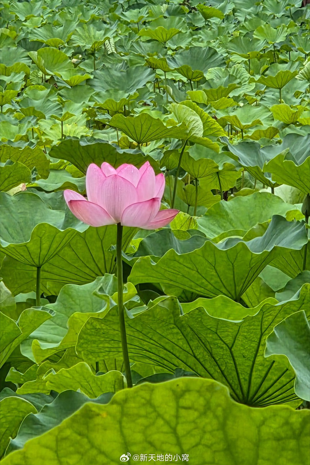 早安,新的一天成都天气早安！成都今日天气：白天晴，夜间多云，气温25~35度。