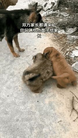 谁看了这段视频不乐出声！两只小土狗扭打在一起谁也不肯退让，小黄更是死死咬住对方不
