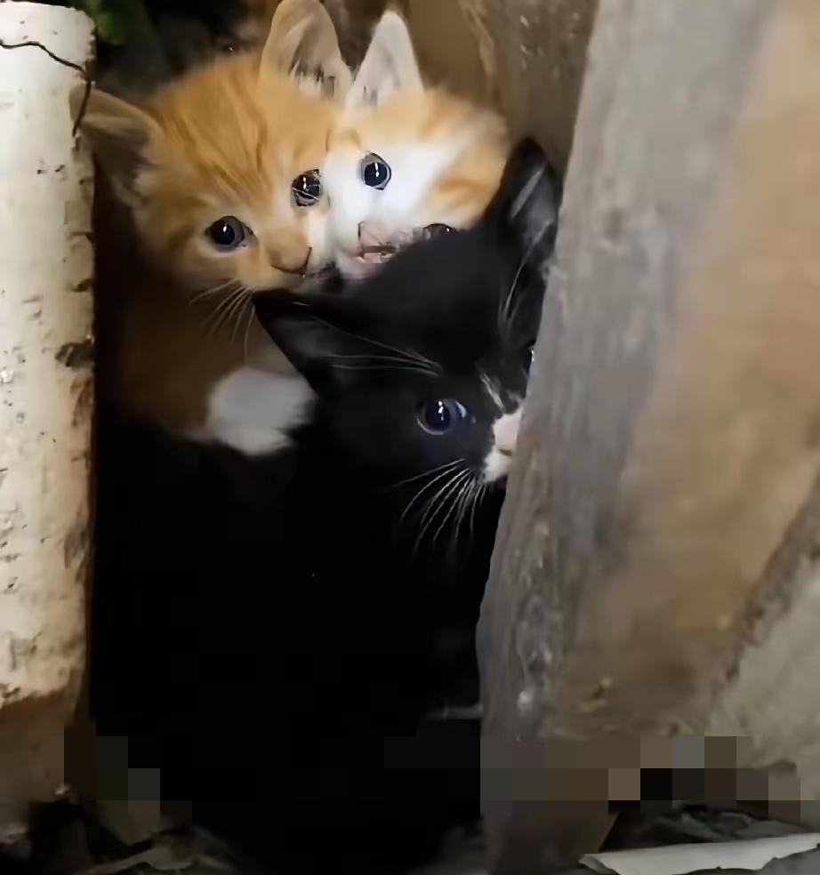 天天就知道咪咪叫，还把我沙发抓得全是印子，看着就闹心。
早上实在没忍住，一生气就