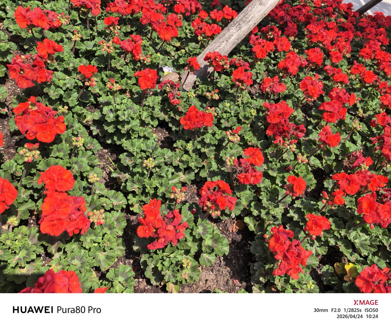 另一个视角看上海前滩花海