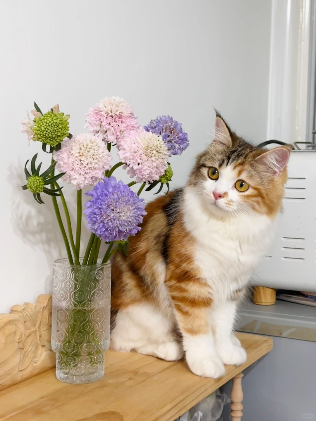 live图的意义 这不就是猫比花娇