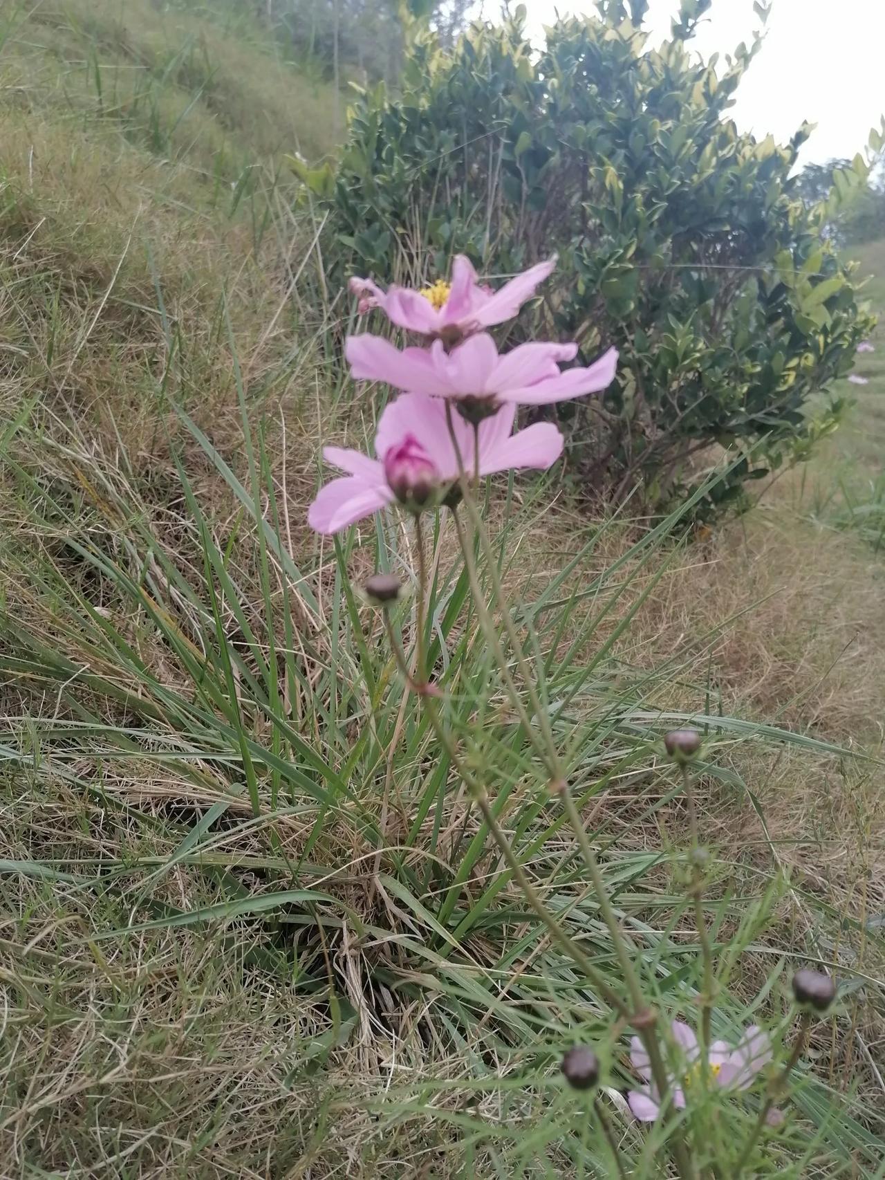 #分享随手拍的花🌸#秋后冬到她在笑，海棠俊颜羞红了。