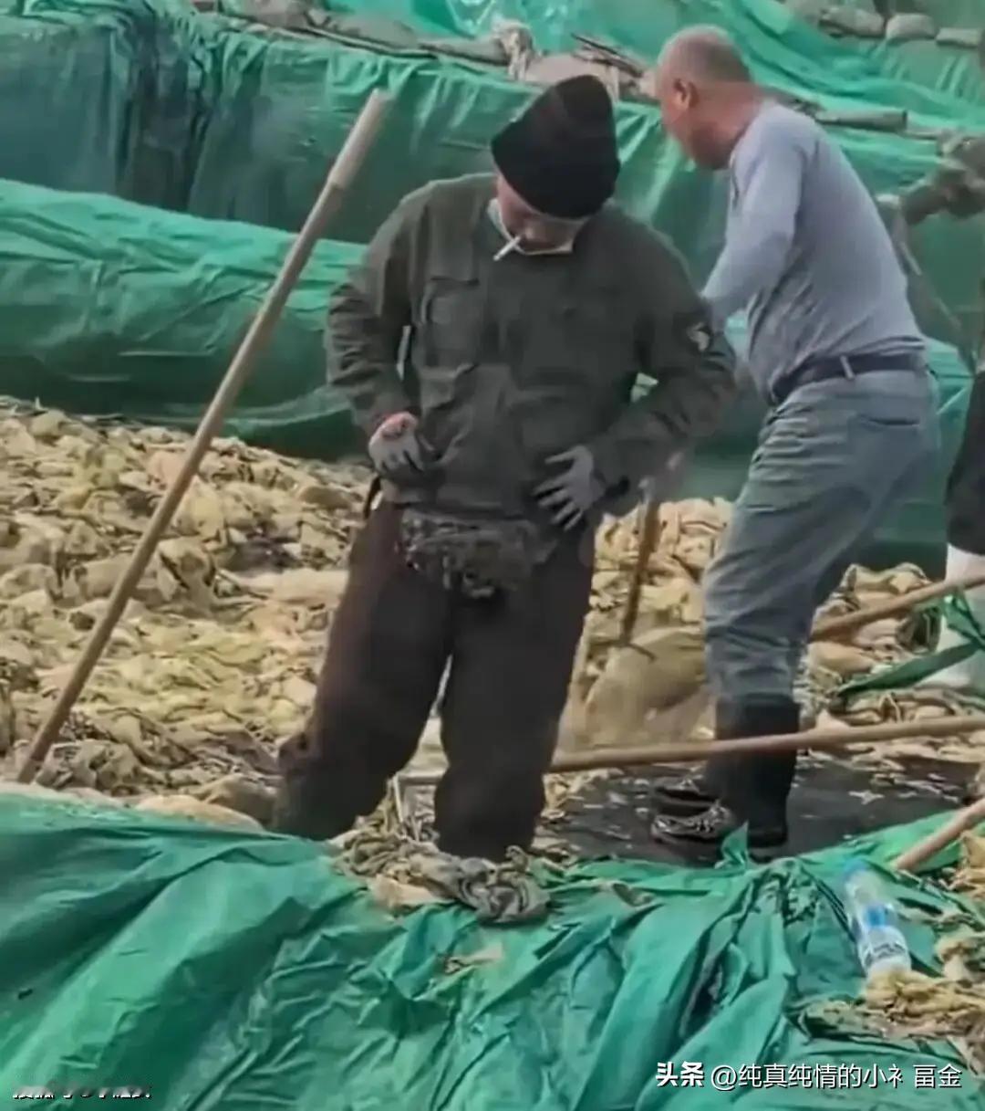 2025年10月，辽宁兴城一段酸菜企业生产视频在社交平台引发关注 。视频中，一名