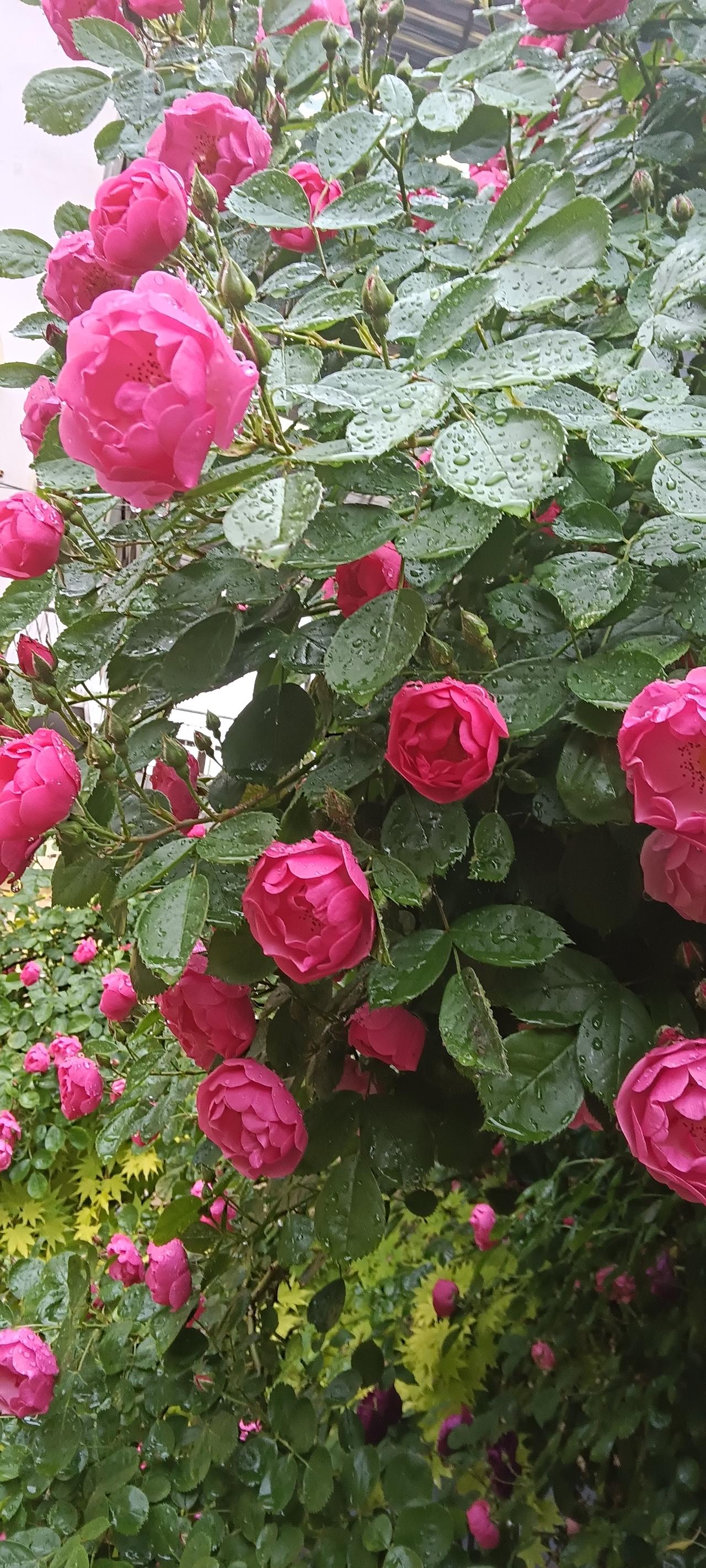 花在雨中自由开放